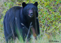 Ursus americanus